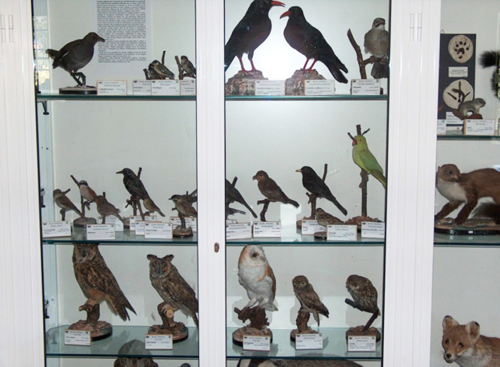 Raccolta naturalistica